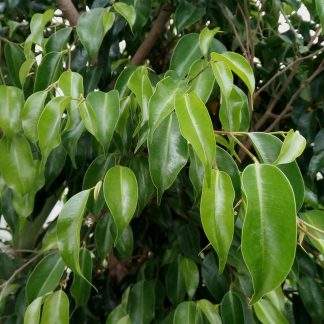 Ficus benjamina másolata