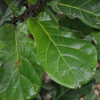 Ficus-lyrata-leaves