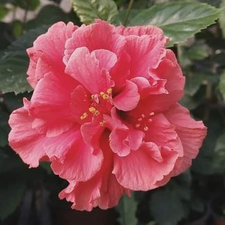 Hibiscus rosa sinensis Zaragonza