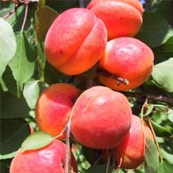 Orangered-bhart-kajszibarack