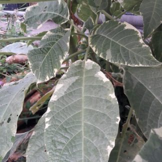 Brugmansia variegata_compress48